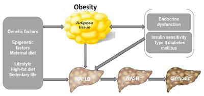 Possible Hepatoprotective Effect of Tocotrienol-Rich Fraction Vitamin E in Non-alcoholic Fatty Liver Disease in Obese Children and Adolescents